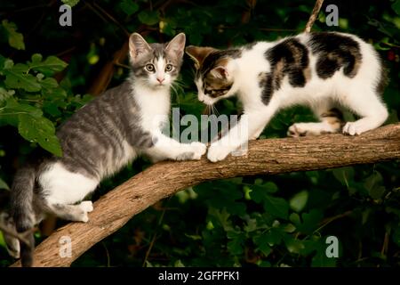 Two cute kittens playing in a tree Stock Photo