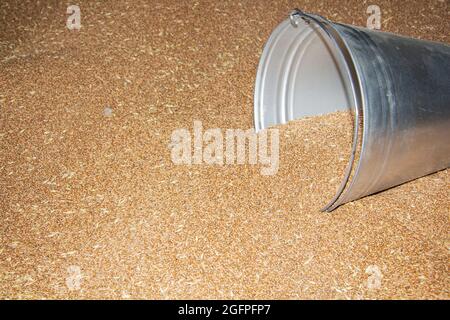 wheat is put in a large pile during grain harvesting and in a metal bucket Stock Photo