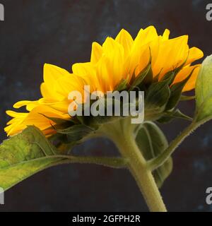 Sunflower isolated on dark background. Selective focus. Close-up. Stock Photo