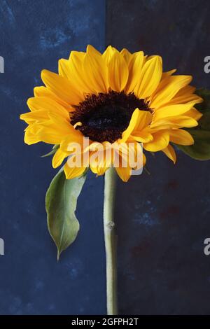 Sunflower isolated on dark background. Selective focus. Close-up. Stock Photo