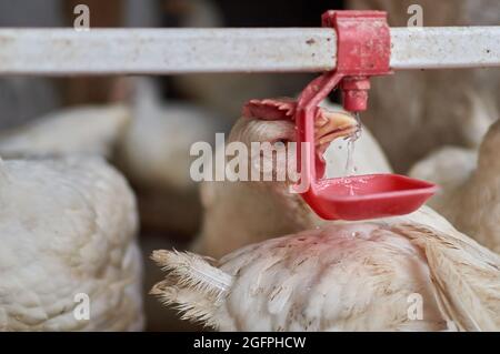 Free range broiler Chickens drinking water by automatic nipple drinker  Stock Photo