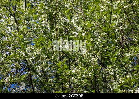 Blooming bird cherry beautiful spring landscape photo. Stock Photo