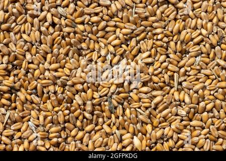 Uncleaned unsorted grain with debris after being harvested by a combine. Stock Photo
