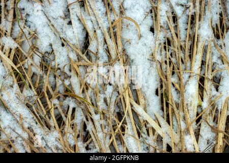 Old yellow dry grass covered with snow, top view, vertical frame. Stock Photo