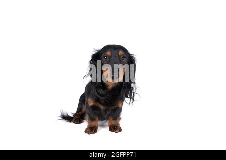 Closeup of an adult bi-colored longhaired  wire-haired Dachshund  dog isolated on a white background Stock Photo