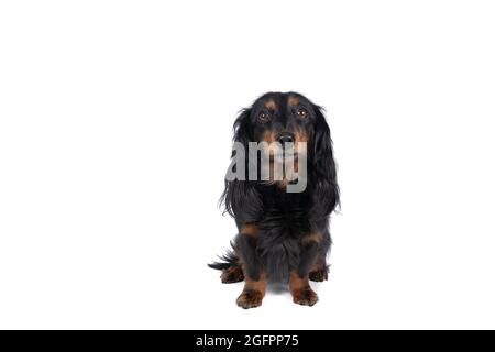 Closeup of an adult bi-colored longhaired  wire-haired Dachshund  dog isolated on a white background Stock Photo
