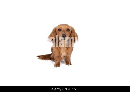Closeup of an adult blonde longhaired  wire-haired Dachshund  dog isolated on a white background Stock Photo