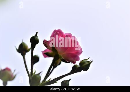 Close up of pink rose blossom on the bush Stock Photo