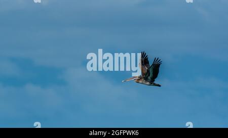 A flying brown pelican (Pelecanus occidentalis) flying on a blue sky background Stock Photo