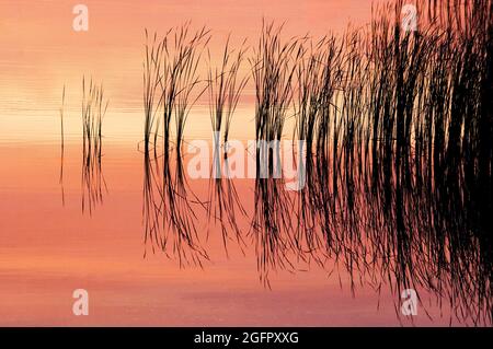 Image of grasses growing in wetland habitat Stock Photo