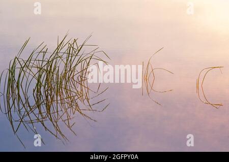 Image of grasses growing in wetland habitat Stock Photo