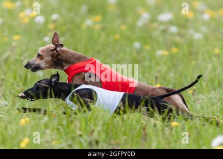 Dog chasing the lure in a lure course competition Stock Photo - Alamy