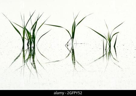 Image of grasses growing in wetland habitat Stock Photo