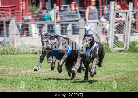 Three greyhound dogs running at racing ring competion Stock Photo