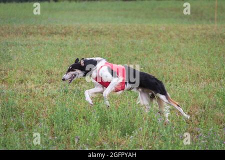 russian borzoi dog running full speed at lure coursing sport Stock Photo