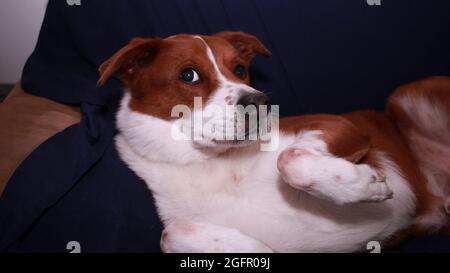Dog laying on a blue couch Stock Photo - Alamy