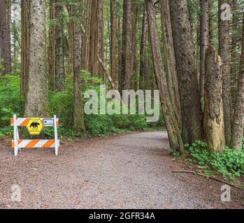 Path through a forest with caution sign warning hikers of bear activity in the area. Stock Photo