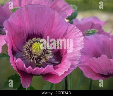 Close up of a vivid purple-pink poppy (Papaver somniferum) flower with bees around the center Stock Photo