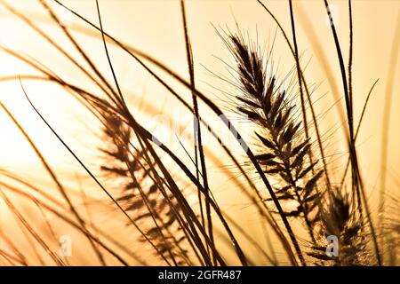 Backlit cereal ears in the field at sunset in Extremadura Stock Photo