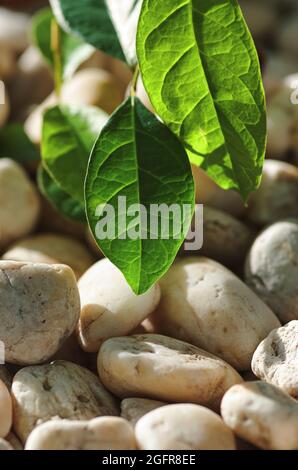 Stones and leaves Stock Photo