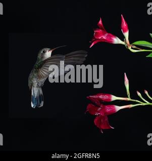 A broad-billed hummingbird in flight against a black background. Stock Photo