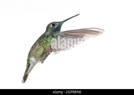 A high key image of a Rivoli's (magnificent) hummingbird in flight against a white background. Stock Photo