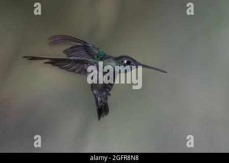 A Rivoli's (magnificent) hummingbird in flight against a green background. Stock Photo