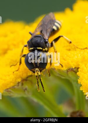 vertical image of a tiny squarehead wasp, Ectemnius species, dusted with pollen, resting on the yellow flower of a common tansy (Tanacetum vulgare) Stock Photo