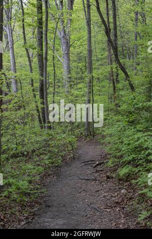 New River Gorge National Park, West Virginia.  Endless Wall Trail Footpath. Stock Photo