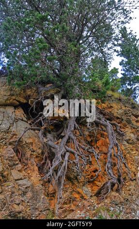 A pine tree with exposed roots on a very eroded bank Stock Photo