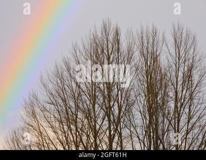 A rainbow arc over the tops of leafless poplar trees in winter. Stock Photo