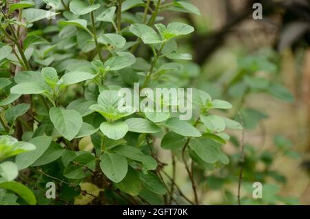 closeup the green ripe basil medicinal plant growing with leaves and branch over out of focus green brown background. Stock Photo