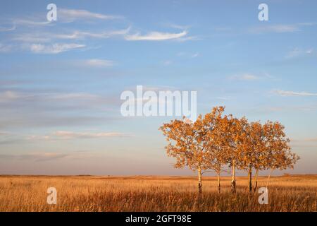 Trembling aspen stand on Canadian prairie grassland with yellow autumn foliage in Alberta, Canada. Populus tremuloides. Stock Photo