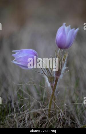 Prairie Crocus flowers in spring in grassland. Anemone patens Stock Photo