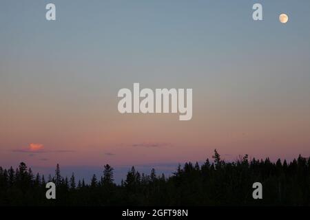 Waxing gibbous moon rising in the sky over coniferous spruce forest Stock Photo