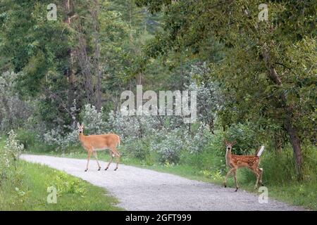 Young white-tailed deer fawn and mother crossing a path through an urban forest in summer. Odocoileus virginianus Stock Photo