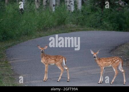 White tailed deer twin fawns crossing a pathway through a forest in Fish Creek Provincial Park, an urban natural area in the city of Calgary Stock Photo
