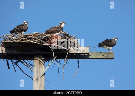 Three osprey fledglings perched on nest platform in the city watching for return of parent birds. A piece of plastic fence was used to build the nest Stock Photo