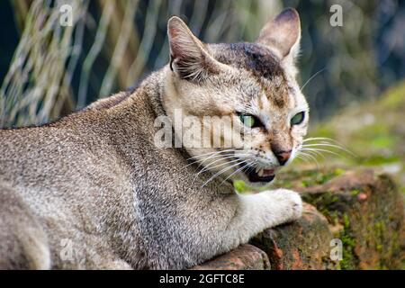 Cat disturbed moment. Felis catus is a domestic species of small carnivorous mammal. Stock Photo