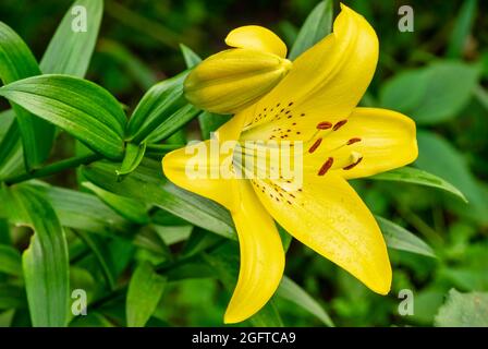 Close-up of yellow Lilly flower, or Lillium, with green leaves. Small water drops of dew lie on leaves and petals. Selective focus on foreground, blur Stock Photo