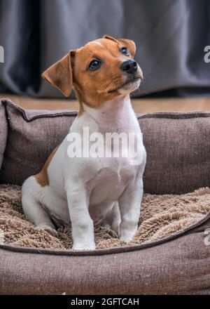 Cute Jack Russell terrier puppy sitting on a soft sofa. Living room photo against a dark curtain background. Domestic animals, pets, dogs, purebred, f Stock Photo
