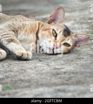 Cat sleeping positions.Felis catus is a domestic species of small carnivorous mammal. Stock Photo