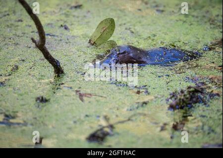 A single Platypus(Ornithorhynchus) floats on the stream's surface in Yungaburra preserve on the Atherton Tablelands, Queensland, Australia. Stock Photo