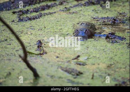 A single Platypus(Ornithorhynchus) floats on the stream's surface in Yungaburra preserve on the Atherton Tablelands, Queensland, Australia. Stock Photo