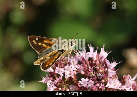 A rare Silver Spotted Skipper butterfly, Hesperia  comma, nectaring on a Marjoram wildflower. Stock Photo