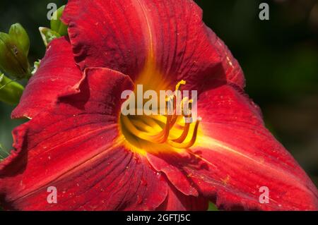 Sydney Australia, close up of a hemerocallis or daylily flower Stock Photo