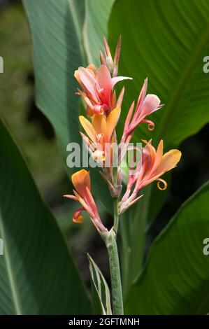 Sydney Australia, close-up of a pink and apricot coloured flowers of a tall variegated leaf stuttgart canna lily Stock Photo