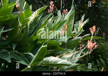 Sydney Australia, clump of flowering tall variegated leaf stuttgart canna lily Stock Photo