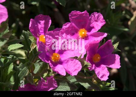 Sydney Australia, purple flowers of a cistus incanus or hoary rock-rose Stock Photo