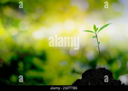 Close-up of a sapling of a tree emerging from a mound with beautiful sunlight. Stock Photo